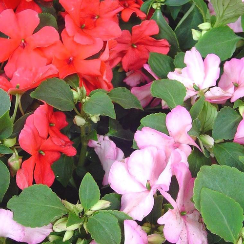 Visuel 1 du produit Impatiens ou Impatience à fleurs multicolores - Le pot Ø 10,5 cm