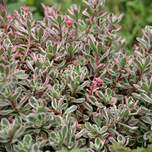 Visuel 1 du produit Sedum D'Arménie 'Tricolor' - Le pot de 1 litre