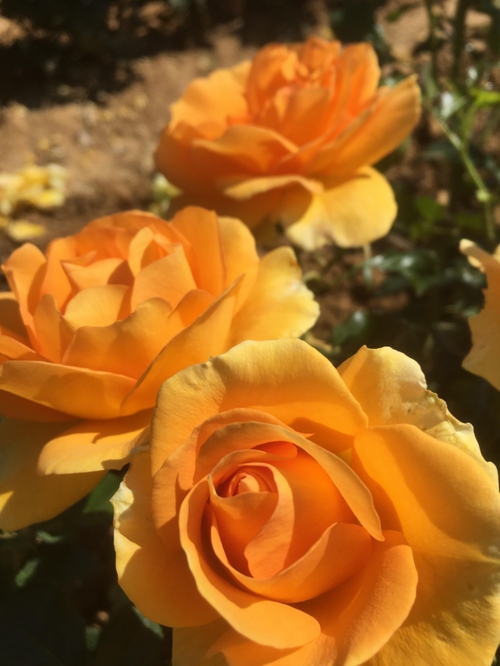 Visuel 1 du produit Rosier Yellow Stone® - Le pot de 7,5 litres