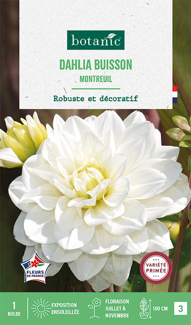 Visuel 1 du produit Bulbe de fleurs Dalhia buisson Montreuil botanic® - 1 bulbe