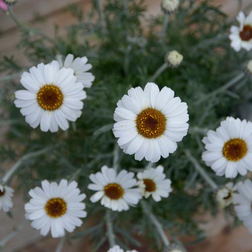 Visuel 1 du produit Marguerite du Maroc ‘African Spring’ - Le pot de 2 litres