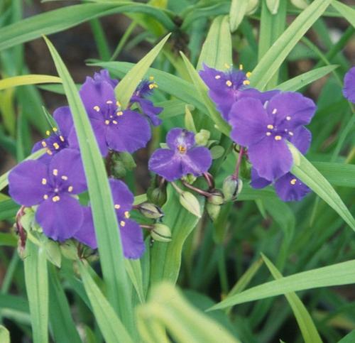 Visuel 1 du produit Tradescantia. La suspension de Ø 12 x H 25 cm