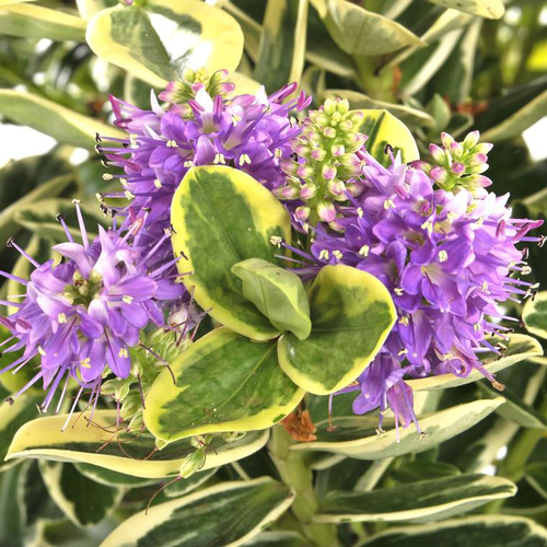 Visuel 1 du produit Véronique panachée - Le pot de Ø 13 cm