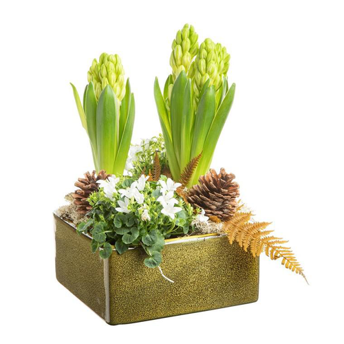 Visuel 1 du produit Composition de Noël jacinthe campanule en carré Ceramique verte