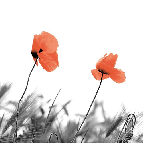 Visuel 1 du produit Serviettes en papier 3 plis x 20 Two poppies - 33 x 33 cm