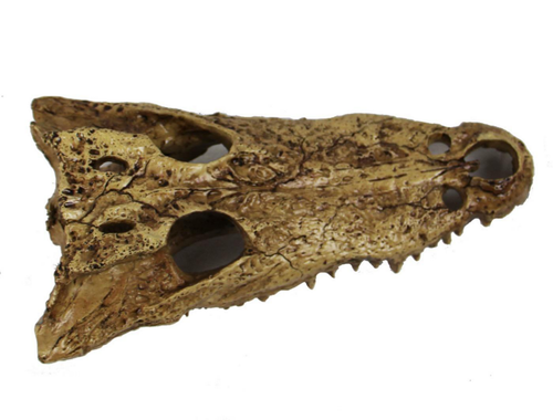 Visuel 2 du produit Décor pour terrarium en résine coloris beige tête d'alligator Reptile Planet Gator Bones