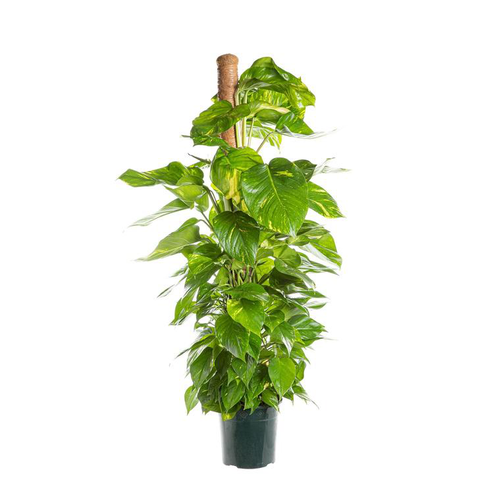 Visuel 1 du produit Pothos Aureus avec tuteur mousse pot Ø24xH120 cm