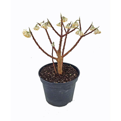 Visuel 1 du produit Edgeworthia Chrysantha (Buisson papier) 60/80 en pot de 7,5 L jaune