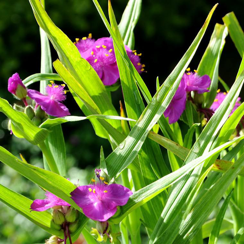 Visuel 1 du produit Ephémère de Virginie karminglut violette en pot de 2 L
