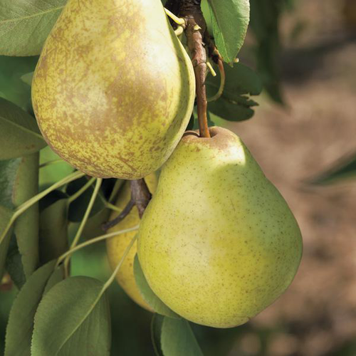 Visuel 1 du produit Poirier Williams Bio. Le pot de 12 litres