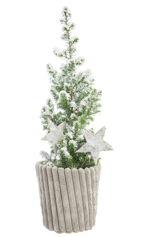 Visuel 1 du produit Mini sapin effet givre en cache-pot effet velours côtelé – Ø 10 cm