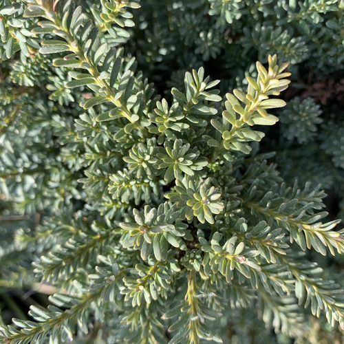 Visuel 1 du produit Podocarpus Lawrencei Blue Gem. Le pot de 2 litres, 30/40 cm