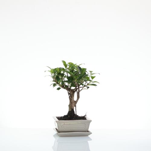 Visuel 1 du produit Bonsaï Ficus Retusa botanic® taille 1,5. Le pot