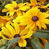 Visuel 1 du produit Rudbeckia Vivace - Le pot de 5 litres