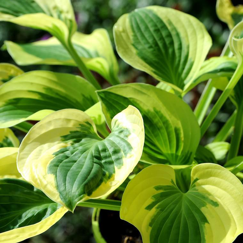 Visuel 1 du produit Hosta brim cup verte en pot de 2 L