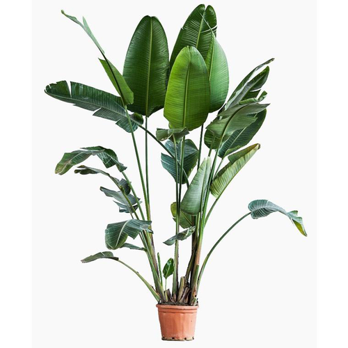 Visuel 1 du produit Strelitzia Augusta (Oiseau de Paradis) en pot de 80 L orange