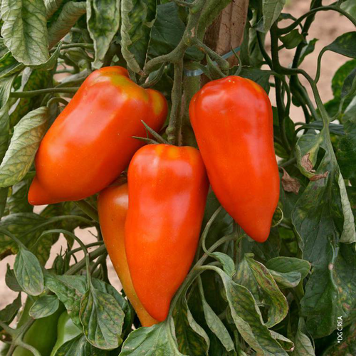 Visuel 1 du produit Tomate allongée Cornue Des Andes bio. La barquette de 3 plants