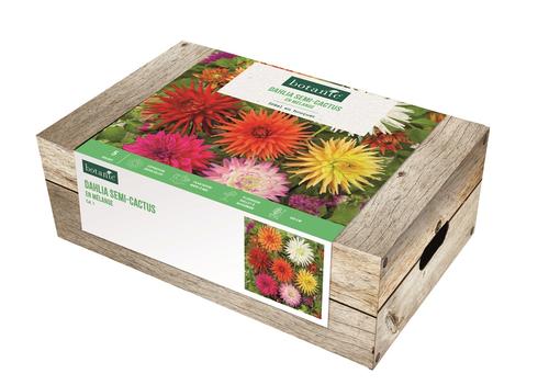 Visuel 1 du produit Cagette de bulbes de fleurs Dahlia semi-cactus en mélange botanic® – 5 bulbes