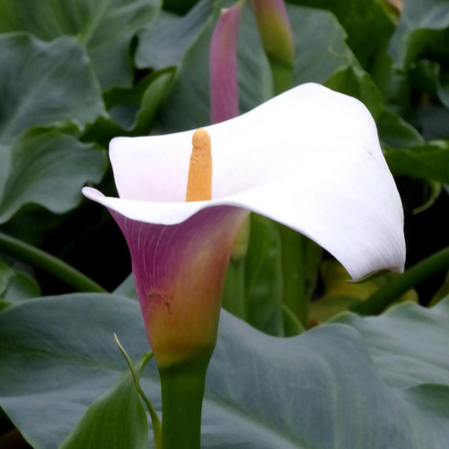 Visuel 1 du produit Arum Flamingo Rose. Le pot de 3 litres