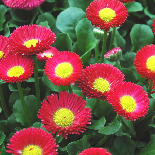 Visuel 1 du produit Paquerette - La coupe de 25 cm