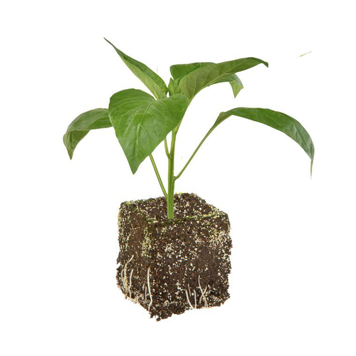 Visuel 1 du produit Poivron Rouge Predi Bio. La motte de 7x7 cm