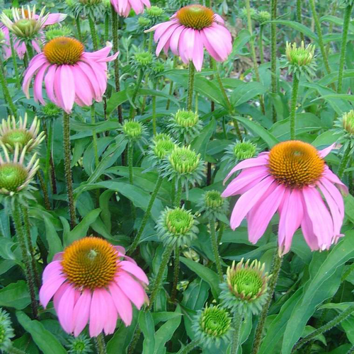 Visuel 1 du produit Echinacea Varié - Le pot de 7,5 litres