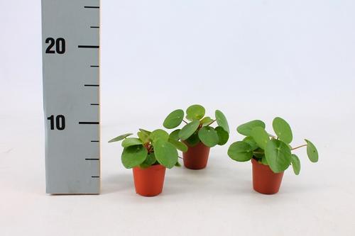 Visuel 1 du produit Pilea Peperomioides. Le pot de Ø 6 cm