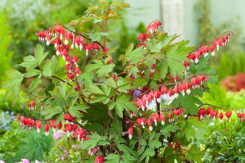 Visuel 1 du produit Cœur-de-Marie VALENTINE - Le pot de 2 litres