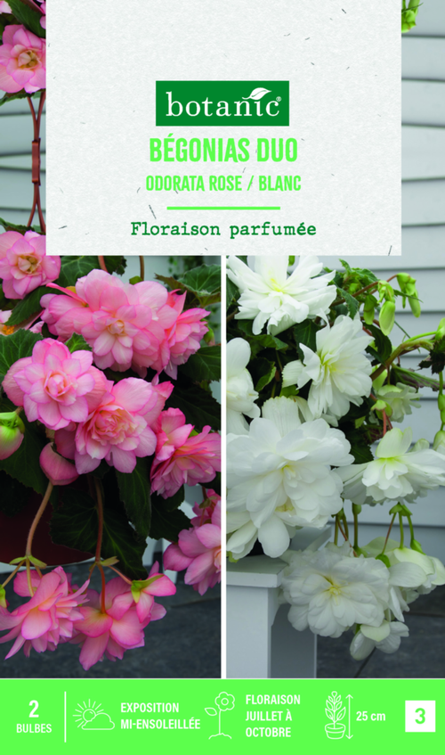 Visuel 1 du produit Bulbes de fleurs duo de Bégonias Odorata rose / blanc botanic® - 2 bulbes