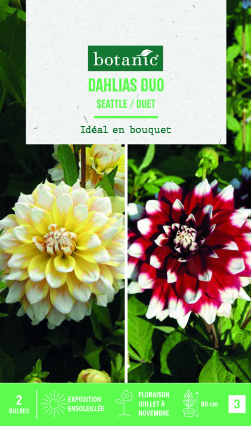 Visuel 1 du produit Bulbes de fleurs duo de Dahlias décoratifs Seattle / Duet botanic® - 2 bulbes