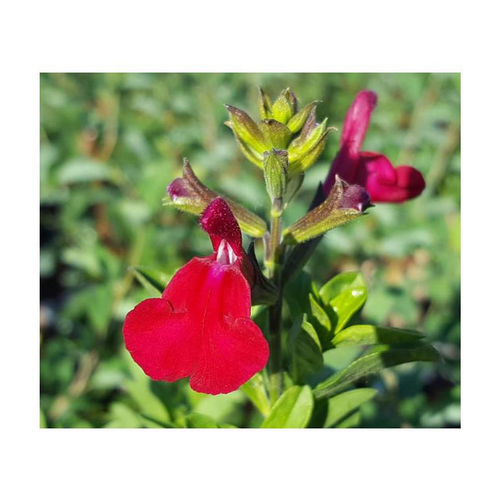Visuel 1 du produit Sauge Salvia x greggi Artic Blaze dark red - Le pot de 5 litres