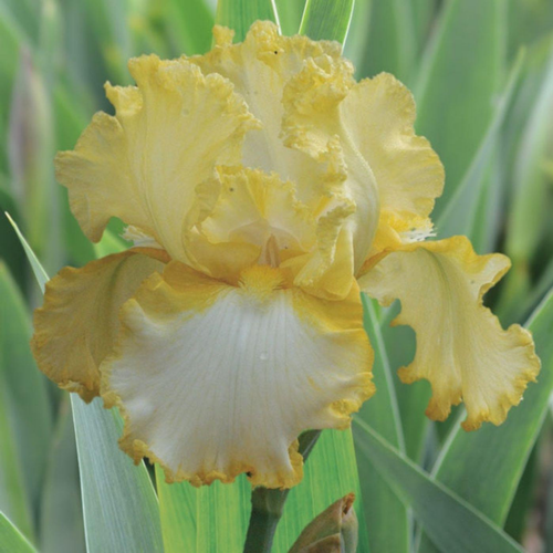 Visuel 1 du produit Iris des jardins Genesis - Le pot de 1 litre