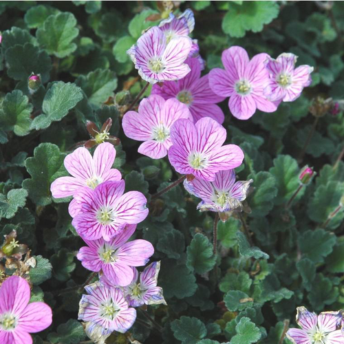 Visuel 1 du produit Erodium 'Spanish Eyes' - Le pot de 2 litres