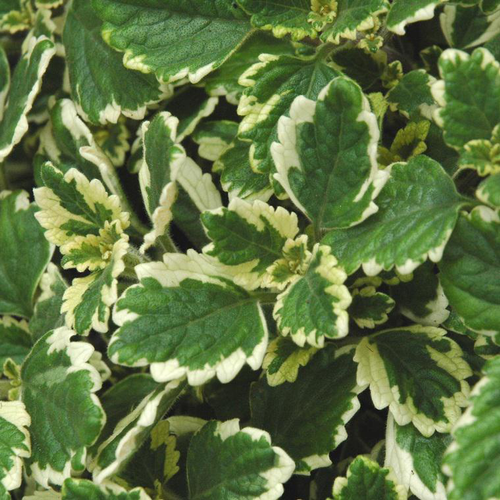 Visuel 1 du produit Plectranthus - La suspension de 27 cm