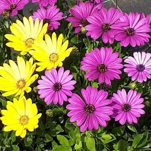 Visuel 1 du produit Osteospermum ou marguerite du Cap - Le pot de 2 litres