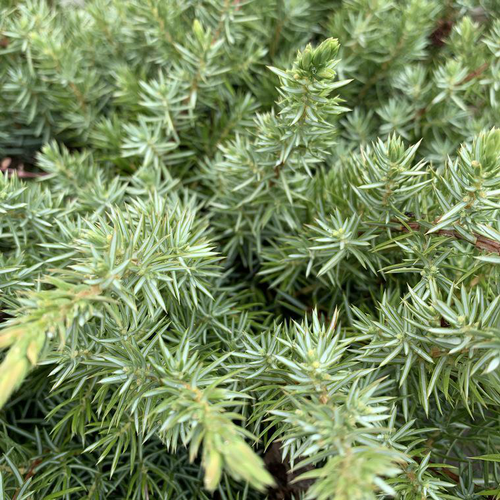 Visuel 1 du produit Genévrier Schlager. Le pot de 2 litres, 20/25 cm