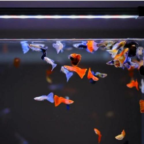 Visuel 5 du produit Rampe LED aquarium Twinstar 75B III - Éclairage pour aquariums d’eau douce 80 - 90 cm