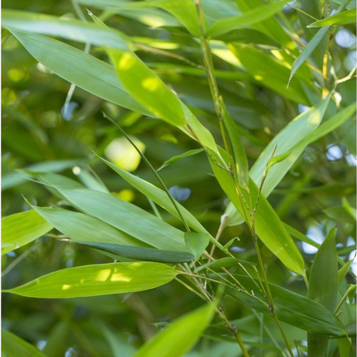 Visuel 1 du produit Bambou Phyllostachys Bisseti. Le pot de 9 litres