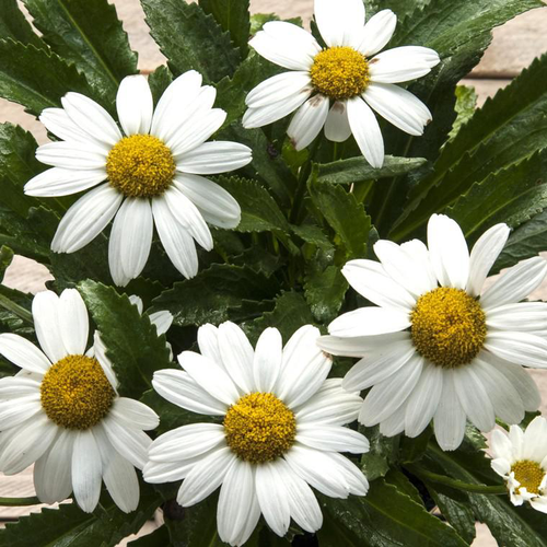 Visuel 1 du produit Marguerite d’été snowcap blanche en pot de 2 L