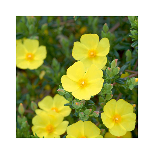 Visuel 1 du produit Halimiocistus Libanotis en pot de 3 litres