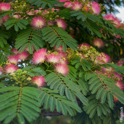 Visuel 1 du produit Albizia (Arbre à soie) ‘Boubri’ botanic® rose. Le pot de 10 litres