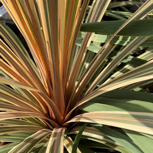 Visuel 1 du produit Cordyline Australis Dazzler 40/50. Le pot de 5 litres