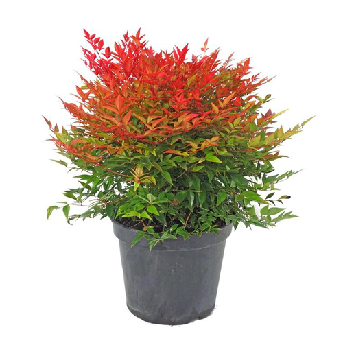 Visuel 1 du produit Nandina Domestica Gulf Stream (Bambou sacré Gulf Stream) 60/80 en pot de 7,5 L rouge
