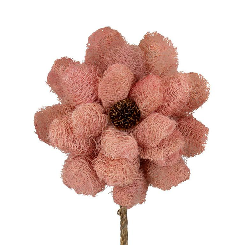 Visuel 1 du produit Fleur de luffa nature rose - Ø 15 x H 75 cm