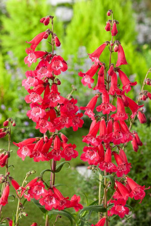 Visuel 1 du produit Penstemon ‘Southgate Gem’ - Le pot de 2 litres