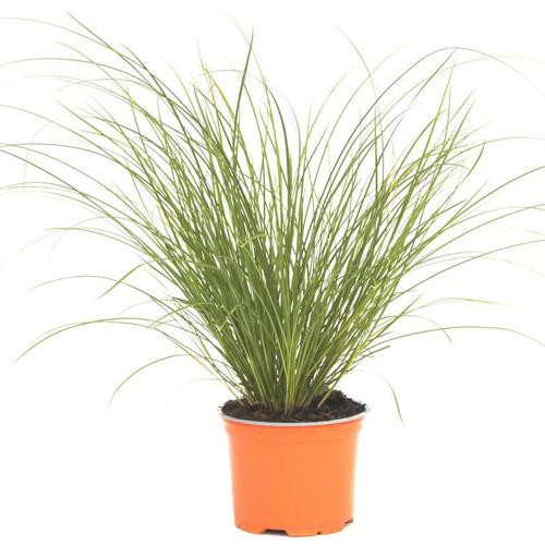 Visuel 1 du produit Carex Howardii 'Phoenix Green' - Le pot de 12 cm