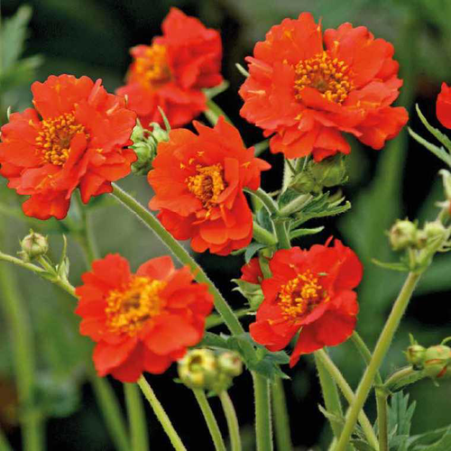 Visuel 1 du produit Geum Mrs Bradshaw rouge en pot de 2 L