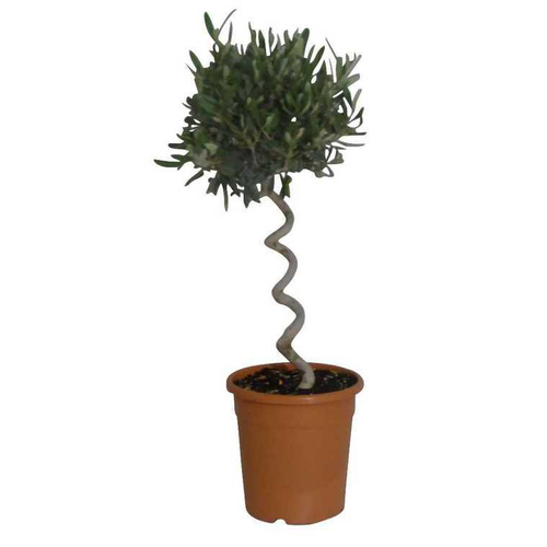 Visuel 1 du produit Olea Europaea ou Olivier Spirale 70/80 cm en pot de 6 L