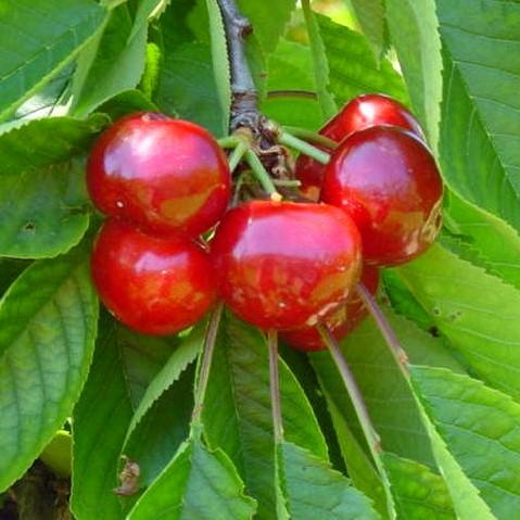 Visuel 1 du produit Cerisier Bigarreau Burlat calibre 10/12. Le pot de 35 litres, forme 1/2 tige