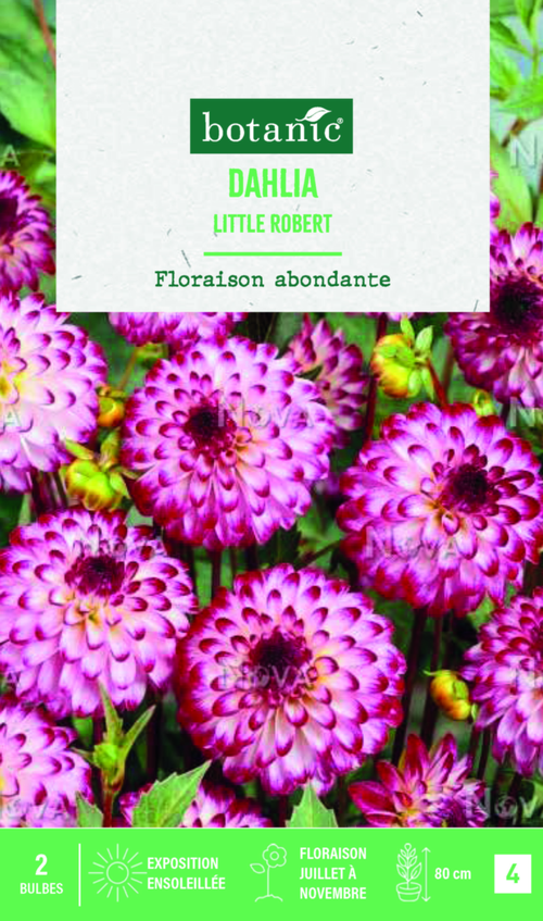 Visuel 1 du produit Bulbes de fleurs Dahlia Pompon Little Robert botanic® - 2 bulbes